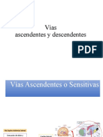 Vías Aferentes y Eferentes