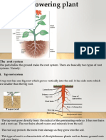 Root System