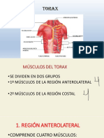 Comparto 'MUSCULOS DEL TORAX' Con Usted