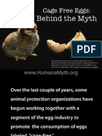 Cage-Free Eggs: Behind The Myth