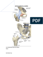 Articulación de La Cadera