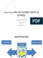 Respuestas Celulares Ante El Estres