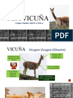 La Vicuña