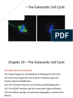 Chapter 19 - The Eukaryotic Cell Cycle