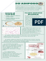 Infografía Del Tejido Adiposo. Histología