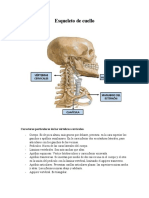 Esqueleto de Cuello