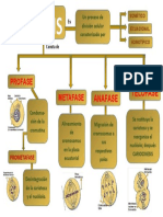 MITOSIS (Mapa Conceptual)