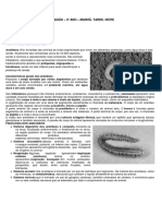 Filo Annelida - Anelídeos