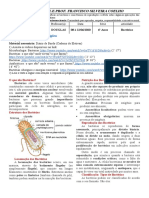 Roteiro de Estudos Micro - 6° Ano - 08 À 12-06