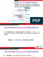 Metabolismo de Los Carbohidratos