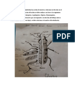 Participe en El Foro de La Actividad Articulando Los Diferentes Métodos de Captura de Los Insectos