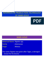 Marigold Final PDF