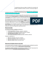 Anatomia Craneo Facial Musculos