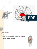 Diapositivas Talamo 4