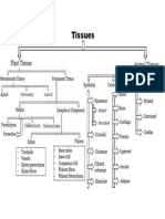 Tissues: Plant Tissues Animal Tissues