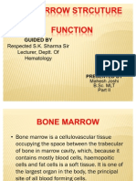 Bone Marrow Strcuture and Function