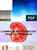 Anatomia Urinaria en Embarazadas