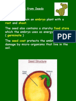 Embryo Root Shoot. Food Store Grow Germinate Seed Coat