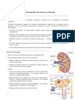 Anatomía Funcional Del Riñón