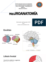 Anatomia y ECV 