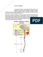 El Sistema Nervioso Central