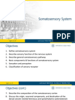 Somatosensory System