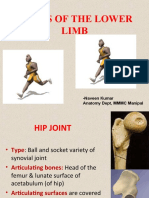 Joints of Lower Limb