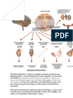 Sistema Endocrino