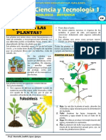 Las Plantas - 1º Grado (Sem 06)