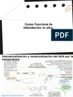 Hibridacion in Situ B.S.