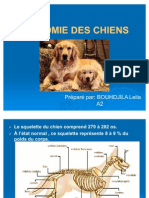 Anatomie Des Chiens 1