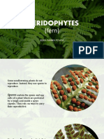 PTERIDOPHYTES