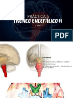 Práctica 5 Tronco Encefálico Ii: Unitec