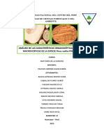 Informe Final Pinus Radiata