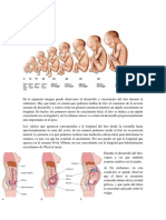 Periodo Fetal - Merged