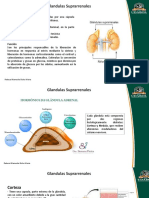 Trabalho Glandula Suprarrenal