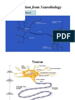 Inspiration From Neurobiology: Human Biological Neuron