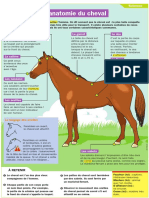 Anatomie Cheval