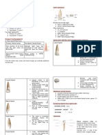 CI and LI Prelims Oral Anatomy