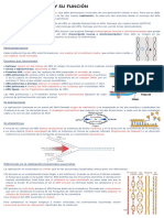 TEMA 13 Los Genes y Su Función