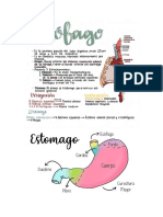 Examen Gastrointestinal