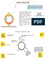 Ciclo Celular y Control de La Duplicación Celular