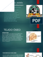 Tejido Óseo, Médula Ósea - Articulaciones Diapositivas de Histología