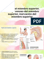 Fascia Del Miembro Superior, Drenaje Venoso Del Miembro Superior, Inervacion Del Miembro Superior