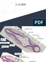 Serial Sections of 10 MM Pig Embryo