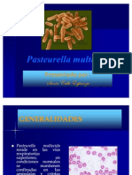 Pasteurella