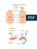 El Sistema Endocrino