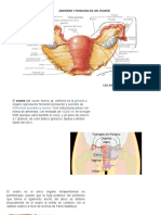 Ovarios 2