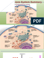 Endomembrane System Summary