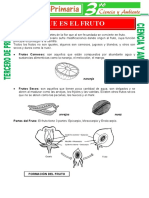 Que Es El Fruto para Tercero de Primaria